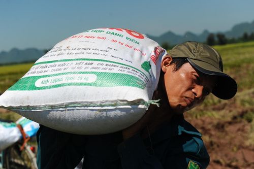 Giá gạo xuất khẩu Việt Nam vượt Thái Lan