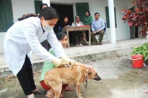 48 người tử vong vì bệnh dại từ đầu năm 2020
