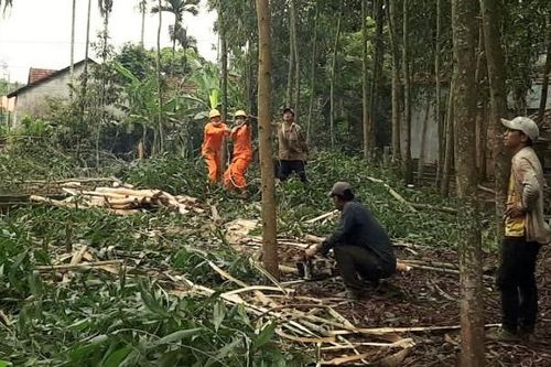 Điện lực Trà Bồng: Hỗ trợ nhân dân khai thác keo gần đường dây trung áp đang mang điện