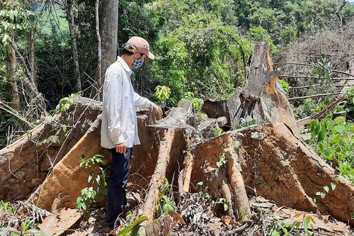 Toang hoang khu rừng tự nhiên ở xã Trà Kót
