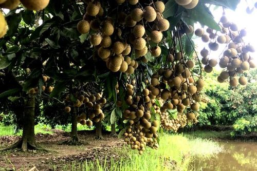 Lối đi nào để sản phẩm nhãn lồng Hưng Yên 'xuất ngoại' ?