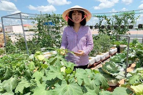 Nữ giám đốc Cần Thơ trồng vườn rau xanh mướt trên sân thượng