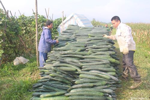 Nông dân Anh Sơn trồng bí xanh trái vụ trên đất ruộng đạt giá cao kỷ lục