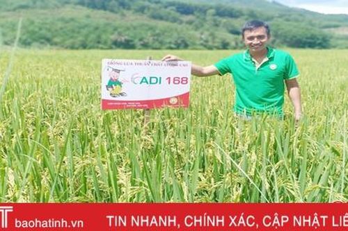 Vũ Quang trồng thử nghiệm thành công giống lúa ADI 168
