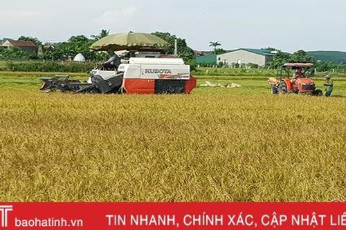 Hà Tĩnh thu hoạch lúa hè thu đạt gần 10% diện tích