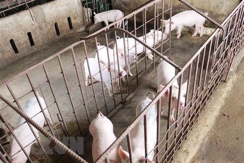 Khuyến khích tái đàn lợn tại các doanh nghiệp chăn nuôi