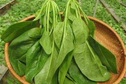 Đọc xong 7 lý do này, bạn sẽ mua và ăn rau cải bó xôi thường xuyên ngay lập tức