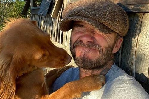 Gia đình Beckham thi nhau đăng ảnh cùng cún cưng nhân kỷ niệm ngày Quốc tế Chó