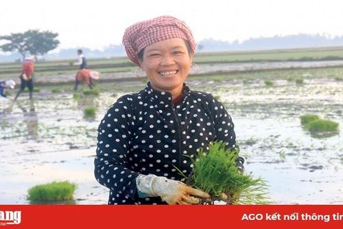 Cấy lúa đồng xa