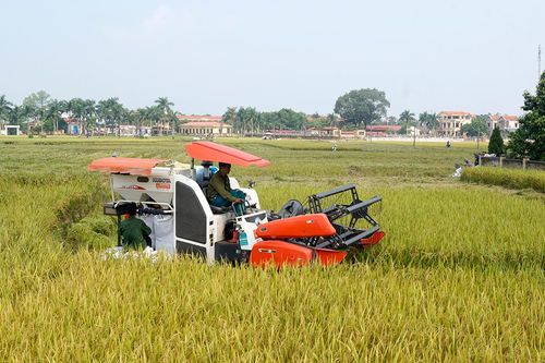Đảm bảo an ninh lương thực gắn với phát triển nông nghiệp toàn diện, bền vững