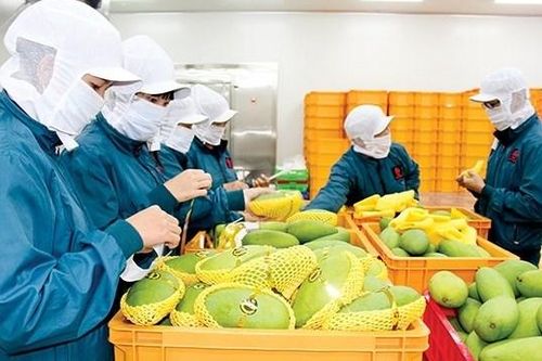Xuất nhập khẩu nông, lâm, thủy sản ước đạt gần 46 tỷ USD