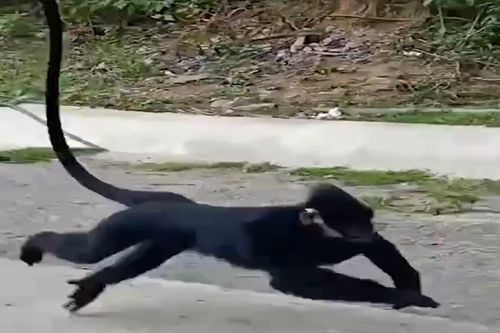 Đề nghị dùng chó nghiệp vụ đuổi voọc