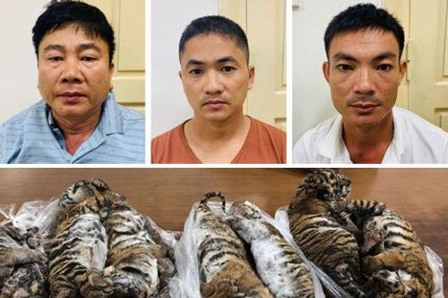 Việt Nam đạt được bước tiến lớn trong xử lý tội phạm về động vật hoang dã