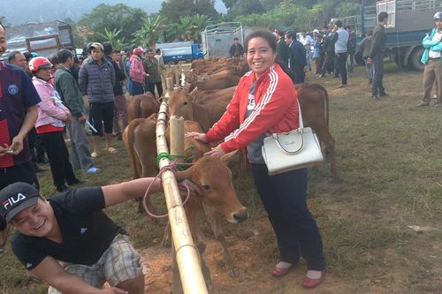 Huyện Bá Thước vươn mình thoát nghèo - Bài 1: Khi con bò là đầu cơ nghiệp