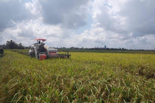 Gạo Việt lập kỷ lục mới