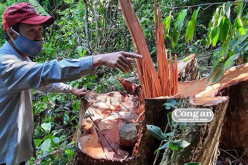 Xâm nhập điểm nóng phá rừng ở Bắc Trà My (Kỳ 1: 'Điểm nóng' Trà Kót)