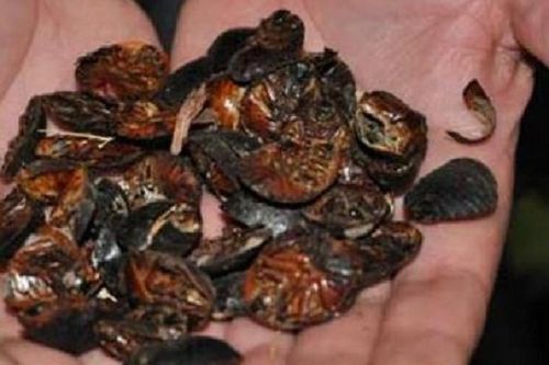 Loài côn trùng gớm ghiếc giá gần 300.000 đồng/kg
