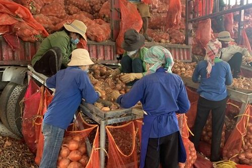 Xuất nhập khẩu nông lâm thủy sản giảm so với cùng kỳ năm 2019