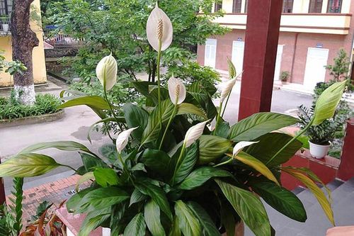 Sau 25 năm chung sống, vợ sững sờ nghe chồng thú nhận ngoại tình