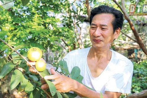 Hé lộ bất ngờ về 'báu vật' của làng là thứ trái đặc sản quý hiếm này đây