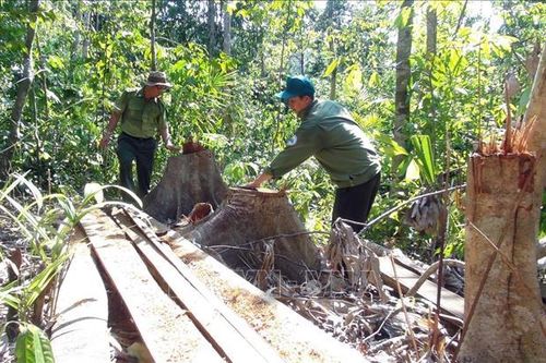 Bắt giữ các đối tượng phá rừng giáp ranh ở Phú Yên