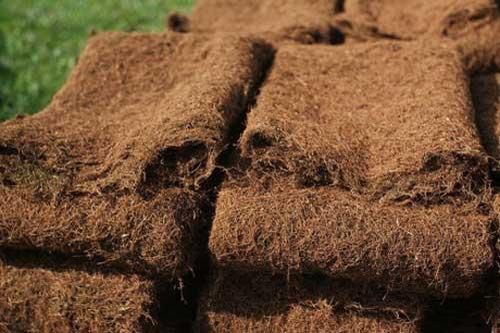 'Thần dược' cho sức khỏe mà nhiều người đang ném bỏ