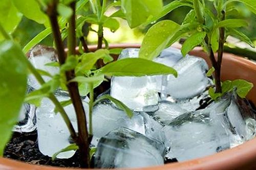 6 tác dụng lợi hại của đá lạnh trong việc chăm sóc nhà cửa
