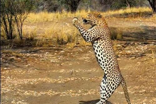 Sự thật 'khó đỡ' phía sau cảnh tượng 'báo đứng bằng 2 chân chắp tay cầu nguyện'