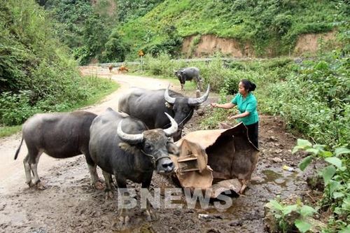 Đòn bẩy giúp đồng vùng biên thoát nghèo - Bài 1: Xóa nghèo ở vùng có nhiều 'không'