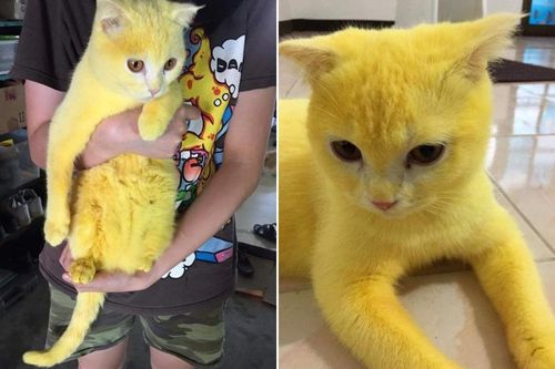 Tìm thấy 'em họ' của Pikachu ngoài đời thật, dân mạng xuýt xoa vì chú mèo quá đáng yêu