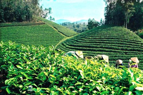 Diện mạo mới trên quê hương cách mạng Tân Trào