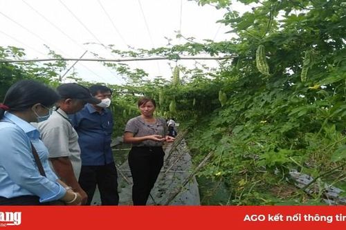 Tổng kết mô hình khảo nghiệm cây khổ qua ghép gốc mướp