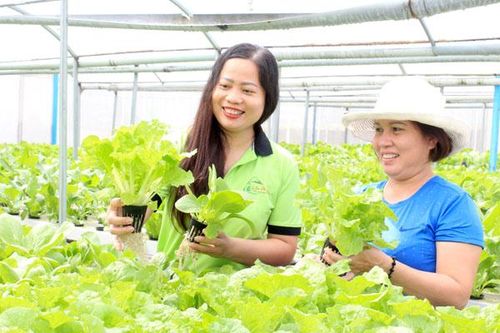 Hoài bão lớn với nông sản quê hương