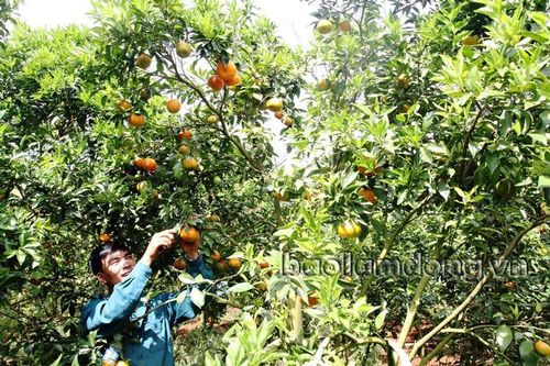 Nhộn nhịp mùa thu hoạch cây ăn trái ở Lâm Hà