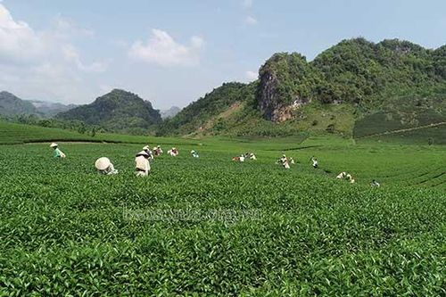 Nữ 'Tỷ phú' dưới chân đèo Pha Đin