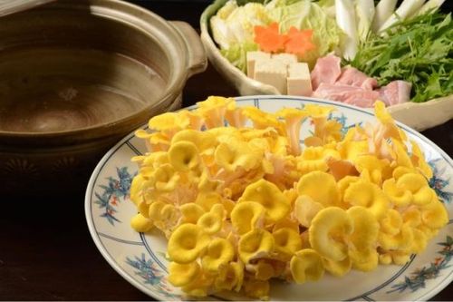 Vai trò của nấm Tamogi kéo dài tuổi thọ của người Nhật