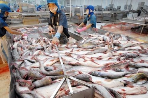 Hậu Giang: Cá tra ế ẩm, lượng tồn lên tới 300 tấn