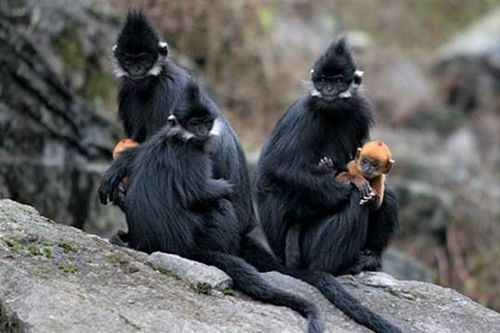 Dùng chó nghiệp vụ xua đuổi voọc có khả thi?
