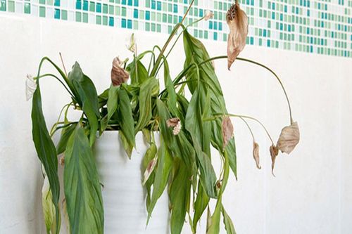 5 thứ trong nhà cần vứt bỏ sớm nếu không muốn gặp 'xui xẻo'