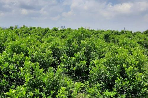 Quất Tết, hoa màu đổ ụp xuống sông tại các bãi bồi sông Hồng - Hà Nội