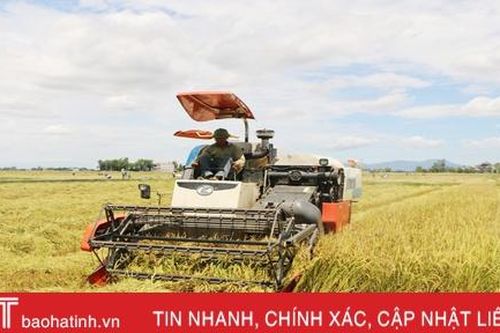 Mênh mông một biển lúa vàng…