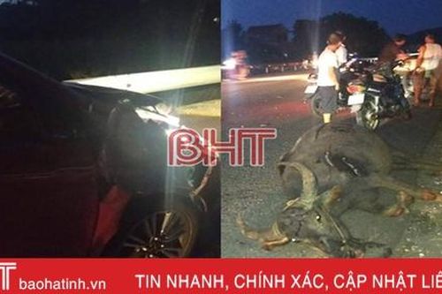 Đâm vào trâu trên QL 1A qua Hà Tĩnh, 'xế hộp' biển Nghệ An méo đầu, bung cả 2 túi khí