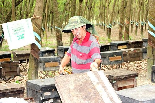 Mùa mật tràm