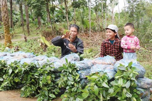 Nâng cao chất lượng giống quế