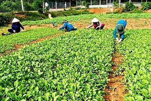 Đổi thay ở vùng Tân Trại Hạ
