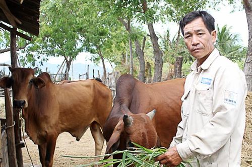 Thuận Nam nhân rộng các mô hình chăn nuôi gia súc để 'đuổi nghèo'