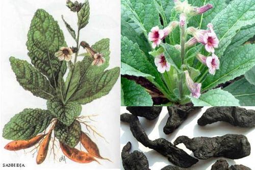 Rượu thuốc cho tuổi trung niên