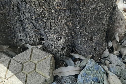 Cây lâu năm chết khô với nhiều lỗ khoan ở gốc