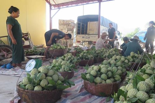 Ngọt ngào mùa na Chi Lăng