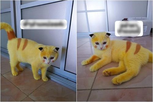 Bị 'con sen' bôi thuốc trị nấm, 'boss' bỗng bị hóa thành Pikachu